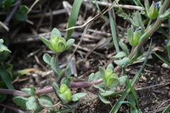 Veronica triphyllos