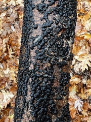 Jackrogersella cohaerens