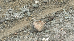 Microlophus albemarlensis