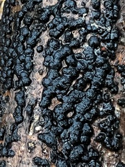 Jackrogersella cohaerens