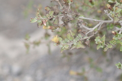 Brickellia veronicifolia