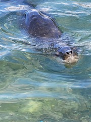Hydrurga leptonyx