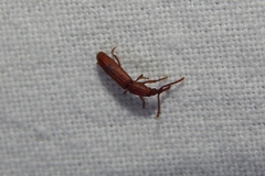 Brentinae