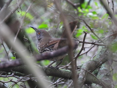 Toxostoma longirostre