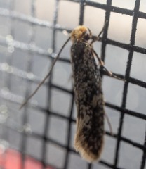 Tineinae