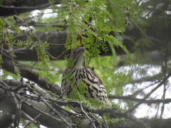 Toxostoma longirostre