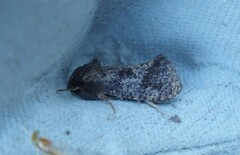 Acrolophus texanella