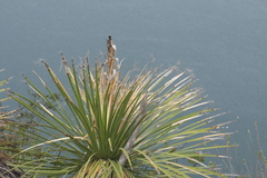 Dasylirion acrotrichum