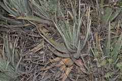 Hechtia perotensis