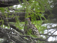 Toxostoma longirostre