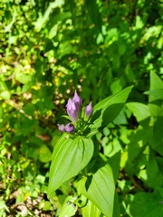 Gentianella quinquefolia