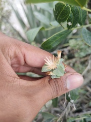 Brickellia veronicifolia