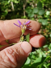 Symphyotrichum phlogifolium