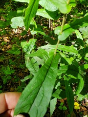 Symphyotrichum phlogifolium
