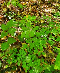 Taenidia integerrima
