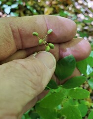 Taenidia integerrima