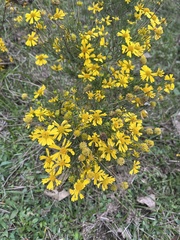 Helenium amarum