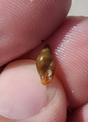 Dentimargo eburneola