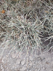 Ephedra compacta