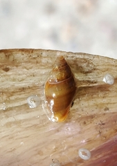 Dentimargo eburneola