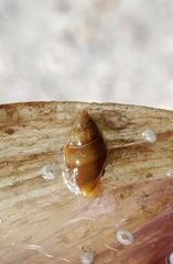 Dentimargo eburneola