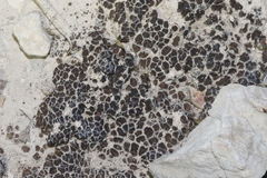 Clavascidium lacinulatum