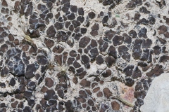 Clavascidium lacinulatum