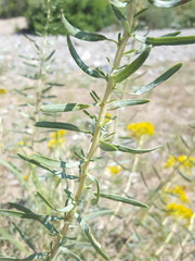 Isocoma pluriflora