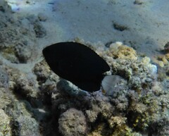 Pomacentrus trichrourus