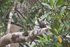 Patagioenas subvinacea