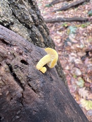 Cyptotrama chrysopepla