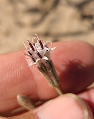 Palafoxia arida arida