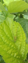 Stilpnochlora
