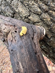 Cyptotrama chrysopepla