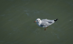 Chroicocephalus ridibundus