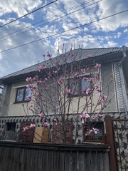 Magnolia liliiflora