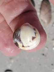 Laevicardium mortoni