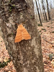 Pyreferra hesperidago