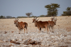 Tragelaphus oryx oryx
