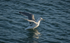 Larus michahellis