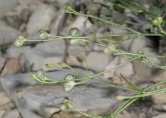 Menodora scabra
