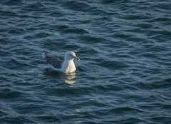 Larus michahellis