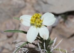 Zinnia acerosa