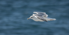 Larus michahellis