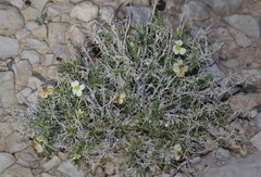 Zinnia acerosa