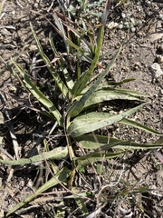 Asclepias asperula
