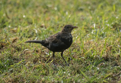 Turdus merula