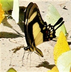 Heraclides torquatus