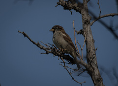 Passer domesticus