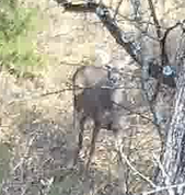 Odocoileus virginianus macrourus